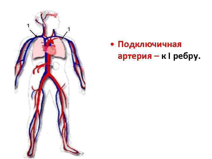 1 1 • Подключичная артерия – к I ребру. 