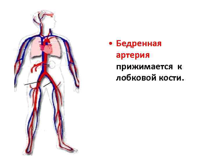 Презентация артериальная система