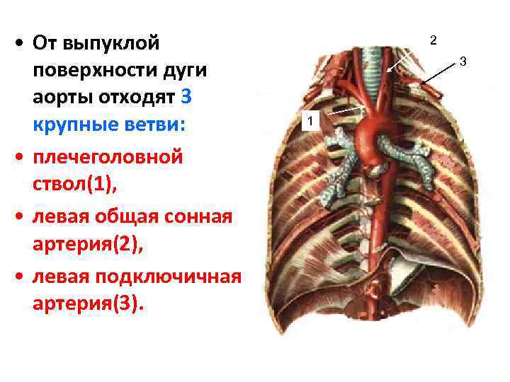  • От выпуклой поверхности дуги аорты отходят 3 крупные ветви: • плечеголовной ствол(1),