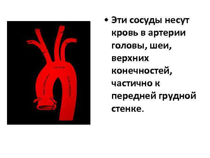  • Эти сосуды несут кровь в артерии головы, шеи, верхних конечностей, частично к