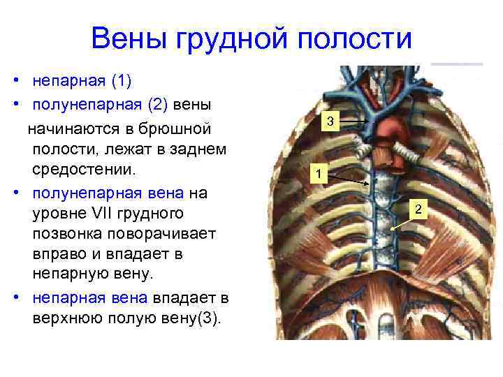 Вены грудной полости • непарная (1) • полунепарная (2) вены начинаются в брюшной полости,