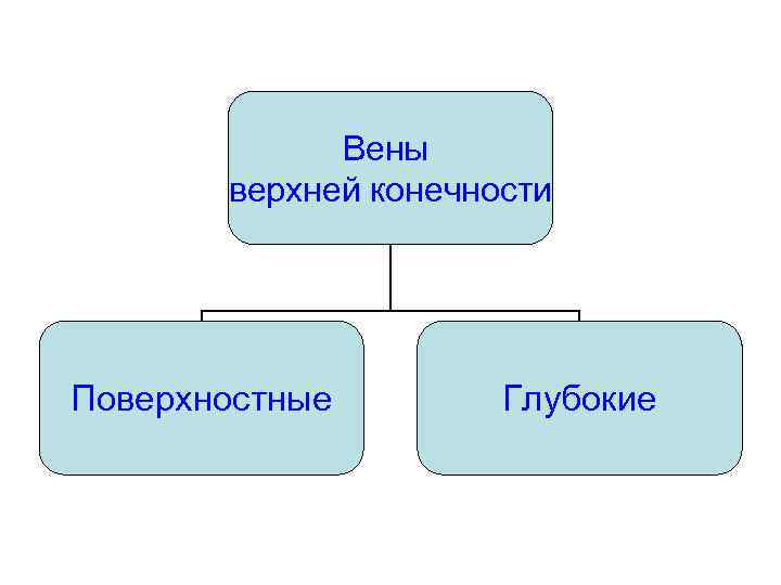 Вены верхней конечности Поверхностные Глубокие 