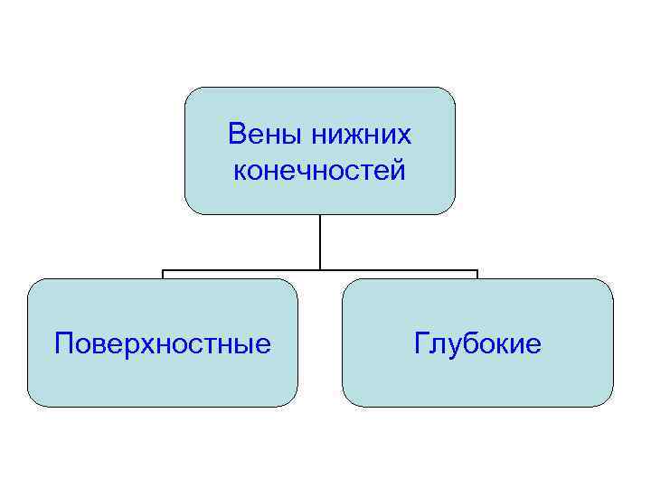 Вены нижних конечностей Поверхностные Глубокие 