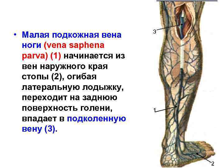  • Малая подкожная вена ноги (vеnа saphena parva) (1) начинается из вен наружного