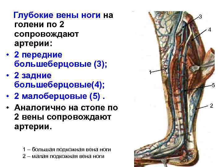  • • Глубокие вены ноги на голени по 2 сопровождают артерии: 2 передние