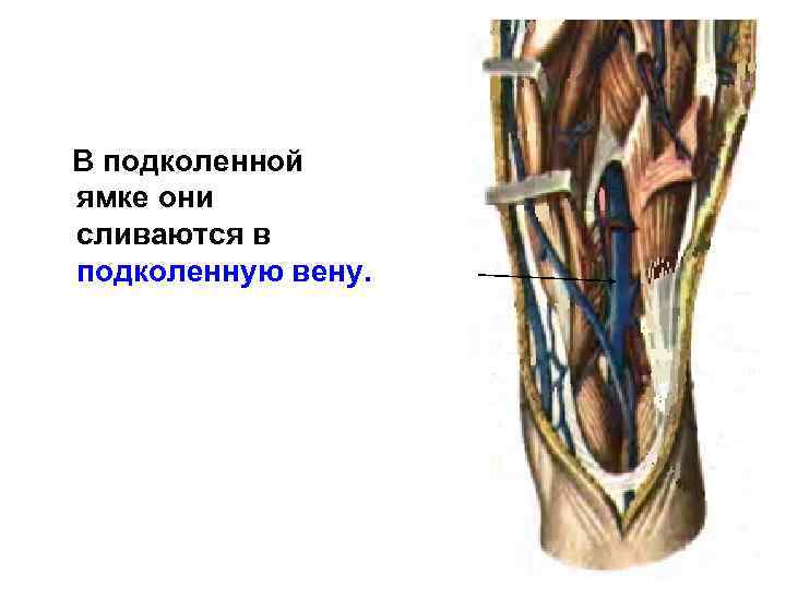 В подколенной ямке они сливаются в подколенную вену. 