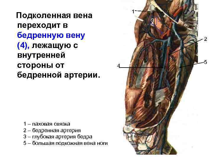 Подколенная вена переходит в бедренную вену (4), лежащую с внутренней стороны от бедренной артерии.