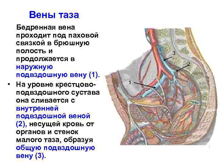 Вены таза Бедренная вена проходит под паховой связкой в брюшную полость и продолжается в