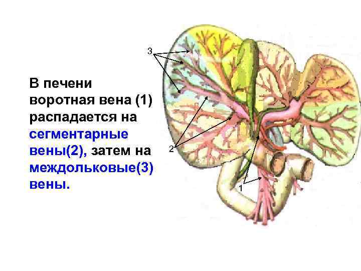 3 В печени воротная вена (1) распадается на сегментарные вены(2), затем на междольковые(3) вены.