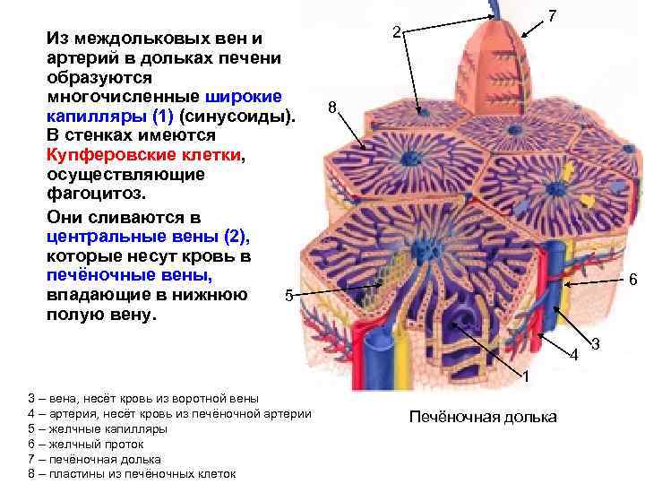 Из междольковых вен и артерий в дольках печени образуются многочисленные широкие капилляры (1) (синусоиды).