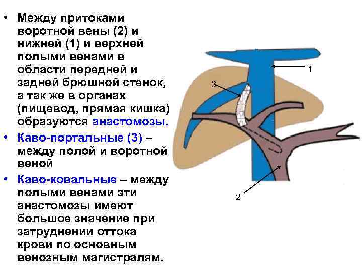  • Между притоками воротной вены (2) и нижней (1) и верхней полыми венами