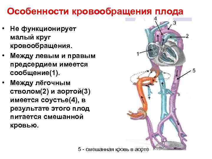 Особенности кровообращения плода 4 • Не функционирует малый круг кровообращения. • Между левым и