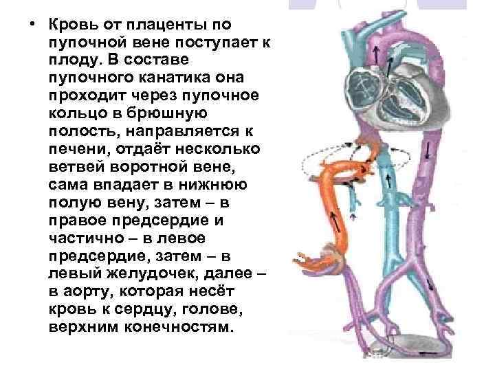  • Кровь от плаценты по пупочной вене поступает к плоду. В составе пупочного