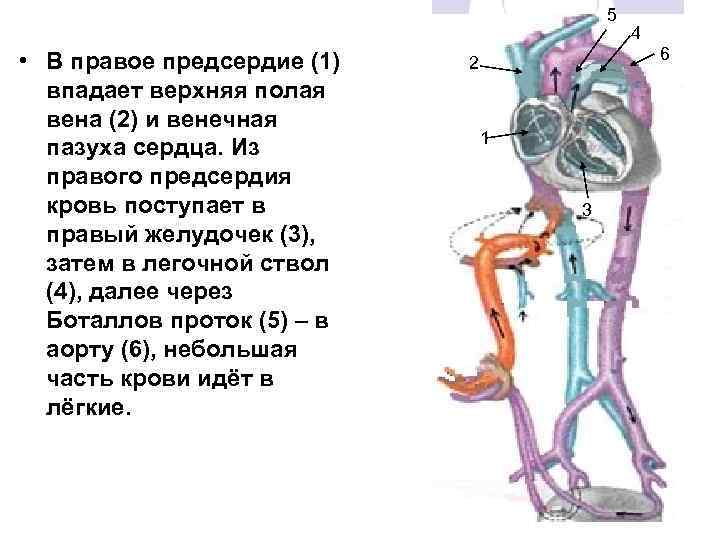 5 • В правое предсердие (1) впадает верхняя полая вена (2) и венечная пазуха