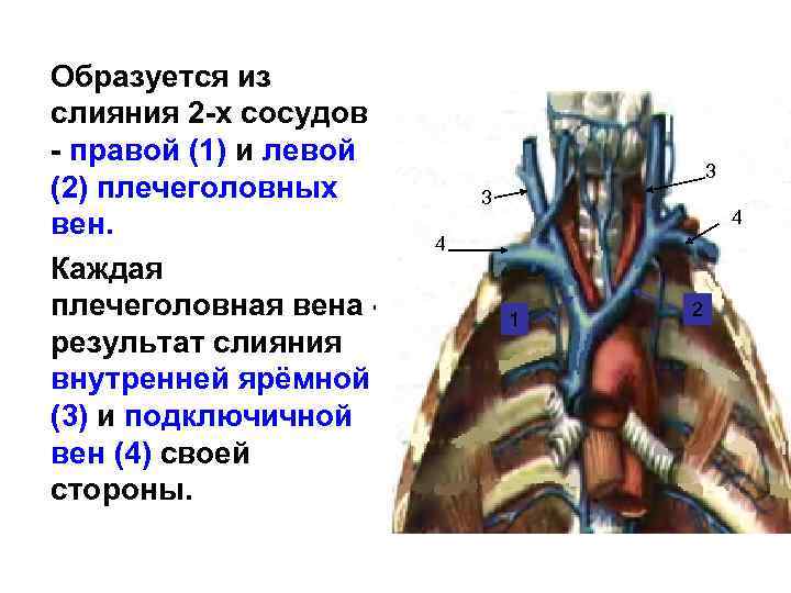 Образуется из слияния 2 -х сосудов - правой (1) и левой (2) плечеголовных вен.