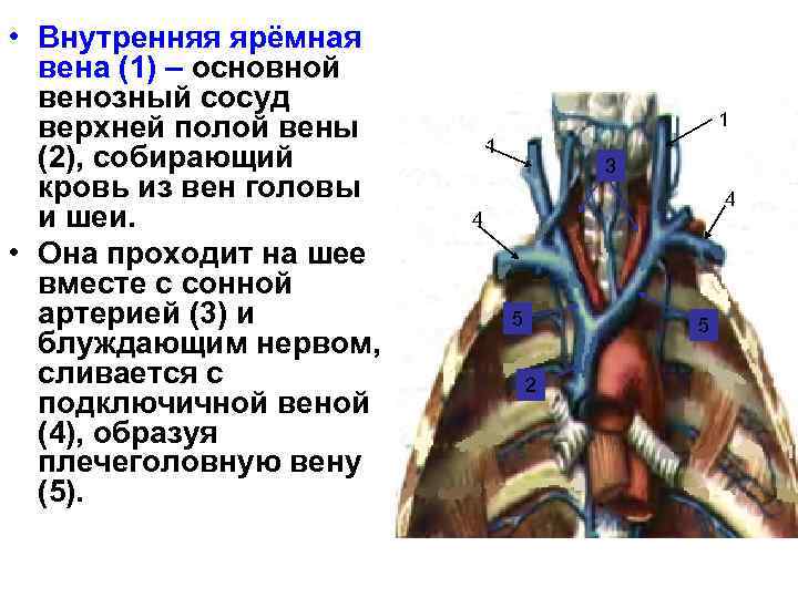  • Внутренняя ярёмная вена (1) – основной венозный сосуд верхней полой вены (2),