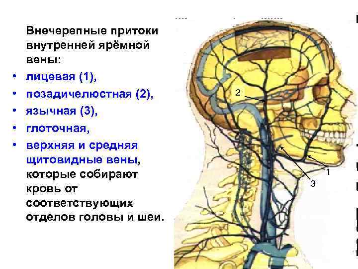  • • • Внечерепные притоки внутренней ярёмной вены: лицевая (1), позадичелюстная (2), язычная