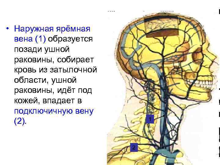  • Наружная ярёмная вена (1) образуется позади ушной раковины, собирает кровь из затылочной