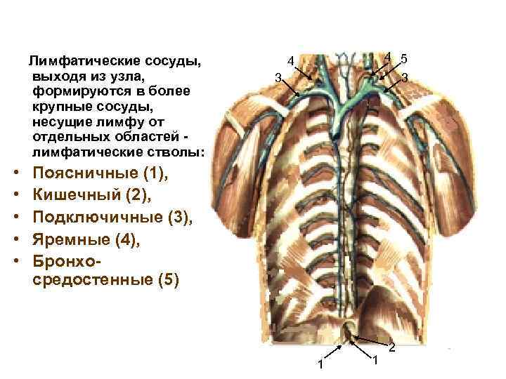 Лимфатические сосуды, выходя из узла, формируются в более крупные сосуды, несущие лимфу от отдельных