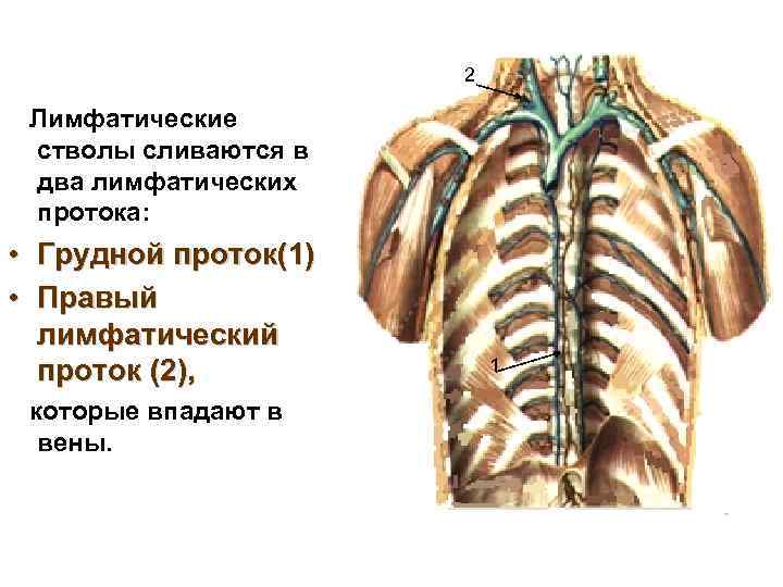 2 Лимфатические стволы сливаются в два лимфатических протока: • Грудной проток(1) • Правый лимфатический