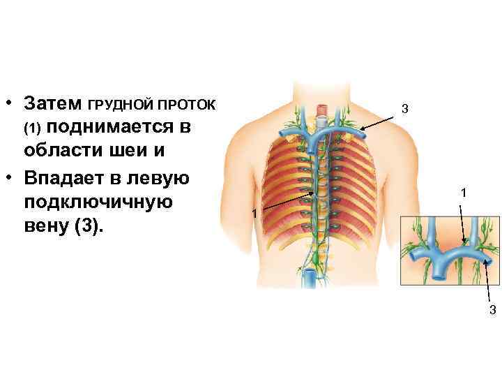  • Затем ГРУДНОЙ ПРОТОК (1) поднимается в области шеи и • Впадает в