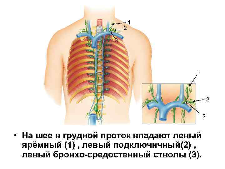 2 1 3 1 2 3 • На шее в грудной проток впадают левый