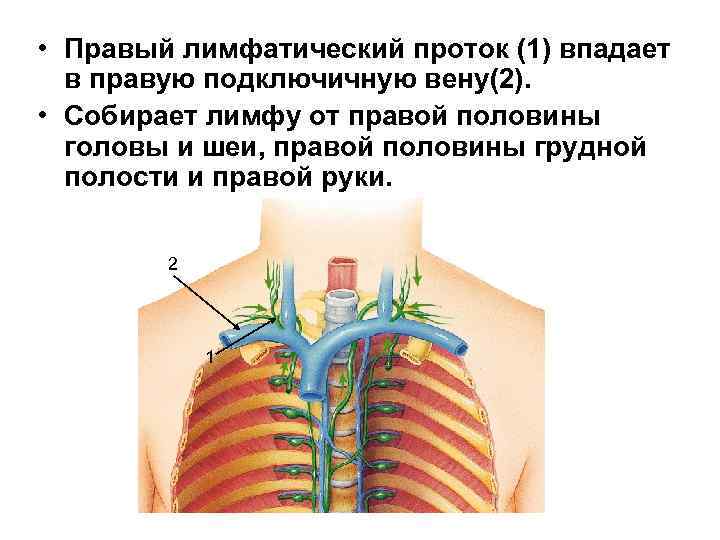  • Правый лимфатический проток (1) впадает в правую подключичную вену(2). • Собирает лимфу