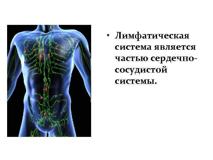  • Лимфатическая система является частью сердечнососудистой системы. 