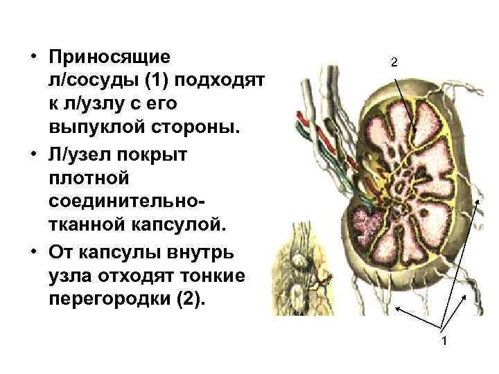  • Приносящие л/сосуды (1) подходят к л/узлу с его выпуклой стороны. • Л/узел