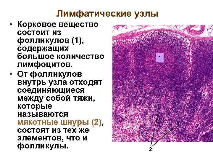 Лимфатические узлы • Корковое вещество состоит из фолликулов (1), содержащих большое количество лимфоцитов. •