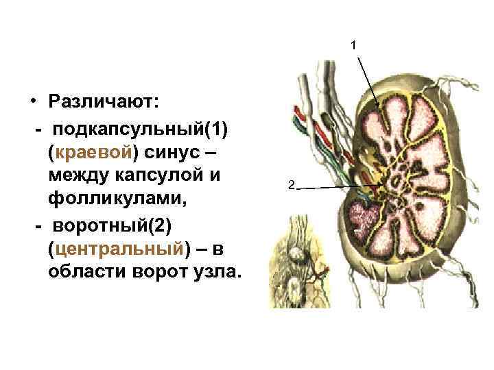 1 • Различают: - подкапсульный(1) (краевой) синус – между капсулой и фолликулами, - воротный(2)