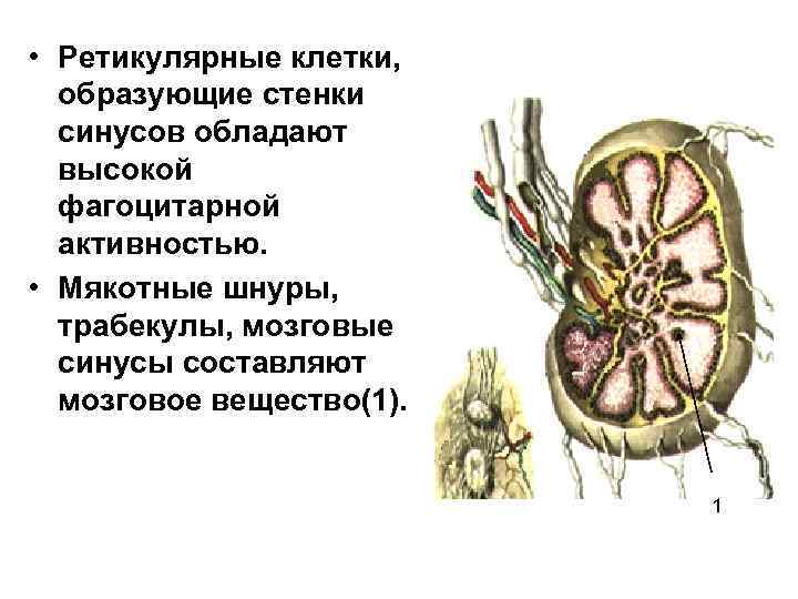  • Ретикулярные клетки, образующие стенки синусов обладают высокой фагоцитарной активностью. • Мякотные шнуры,