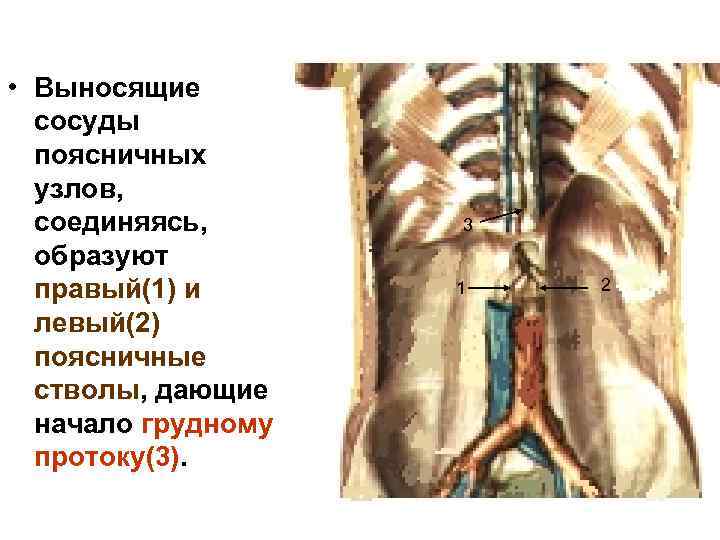  • Выносящие сосуды поясничных узлов, соединяясь, образуют правый(1) и левый(2) поясничные стволы, дающие