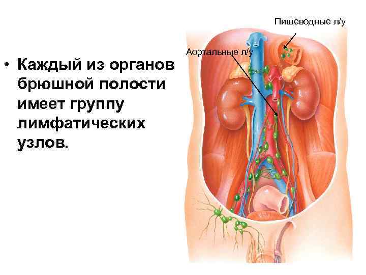 Пищеводные л/у • Каждый из органов брюшной полости имеет группу лимфатических узлов. Аортальные л/у