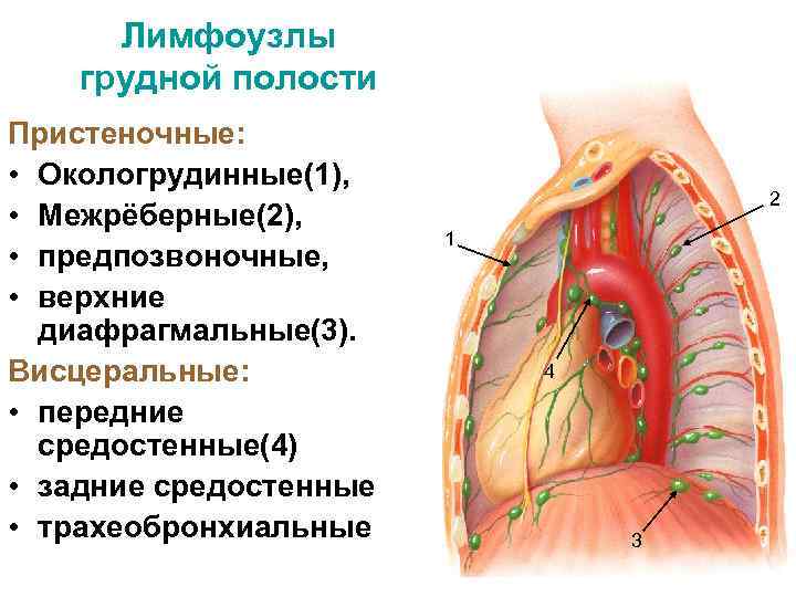 Лимфоузлы грудной полости Пристеночные: • Окологрудинные(1), • Межрёберные(2), • предпозвоночные, • верхние диафрагмальные(3). Висцеральные: