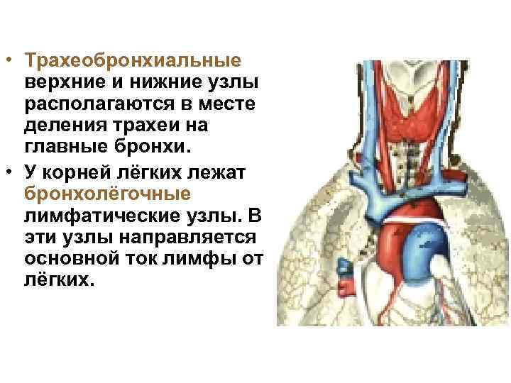  • Трахеобронхиальные верхние и нижние узлы располагаются в месте деления трахеи на главные