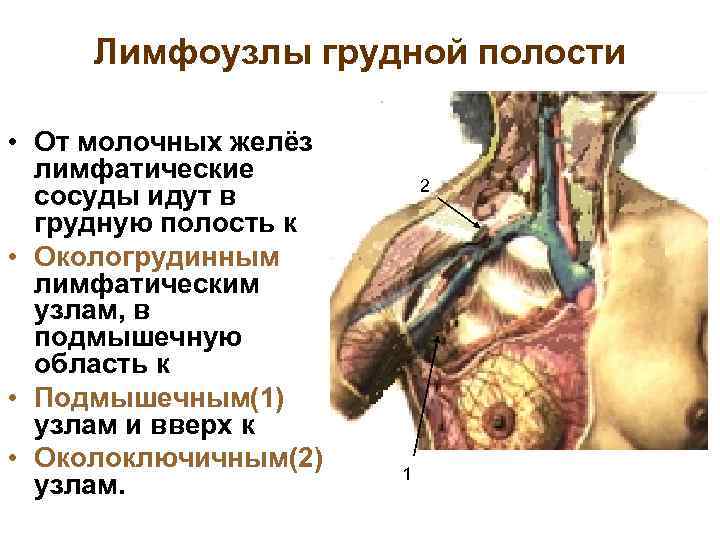 Лимфоузлы грудной полости • От молочных желёз лимфатические сосуды идут в грудную полость к