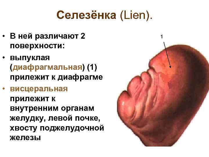 Селезёнка (Lien). • В ней различают 2 поверхности: • выпуклая (диафрагмальная) (1) прилежит к