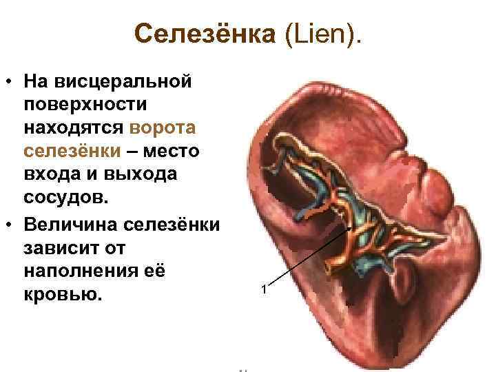 Селезёнка (Lien). • На висцеральной поверхности находятся ворота селезёнки – место входа и выхода