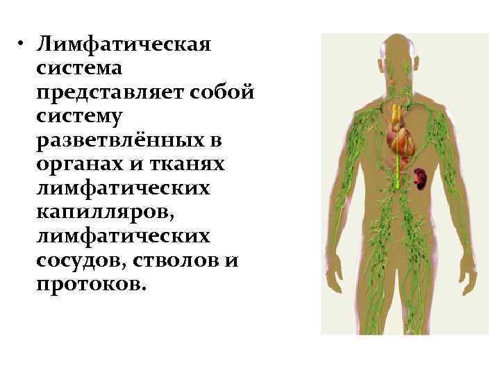  • Лимфатическая система представляет собой систему разветвлённых в органах и тканях лимфатических капилляров,