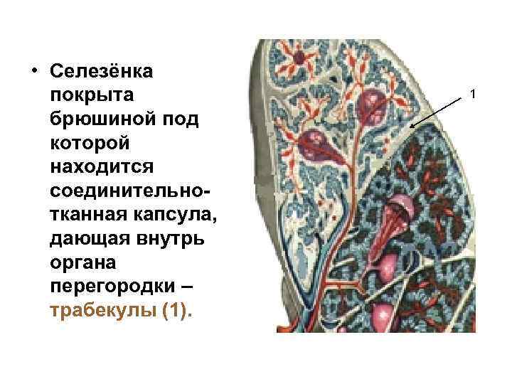  • Селезёнка покрыта брюшиной под которой находится соединительнотканная капсула, дающая внутрь органа перегородки