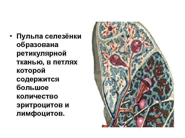  • Пульпа селезёнки образована ретикулярной тканью, в петлях которой содержится большое количество эритроцитов