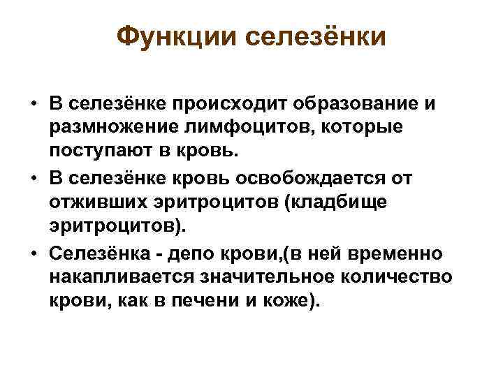 Функции селезёнки • В селезёнке происходит образование и размножение лимфоцитов, которые поступают в кровь.