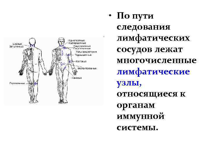  • По пути следования лимфатических сосудов лежат многочисленные лимфатические узлы, относящиеся к органам