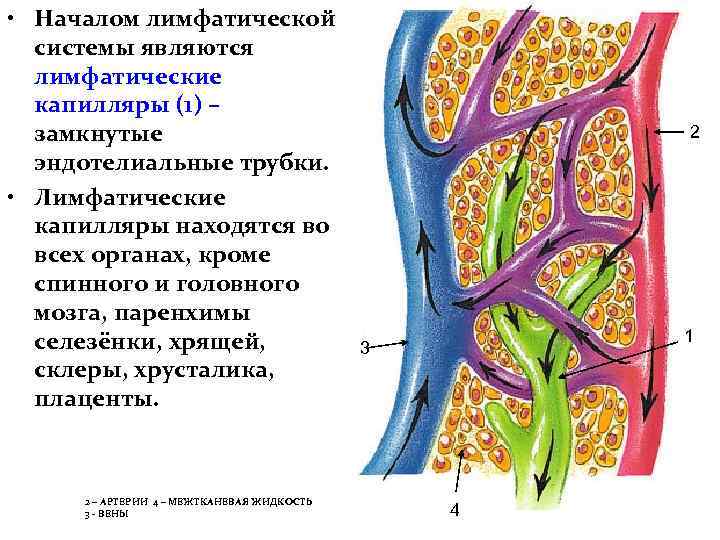  • Началом лимфатической системы являются лимфатические капилляры (1) – замкнутые эндотелиальные трубки. •
