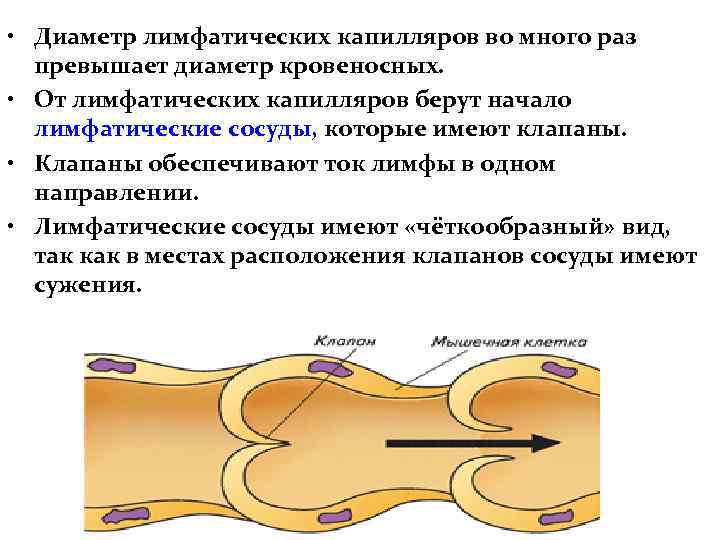  • Диаметр лимфатических капилляров во много раз превышает диаметр кровеносных. • От лимфатических