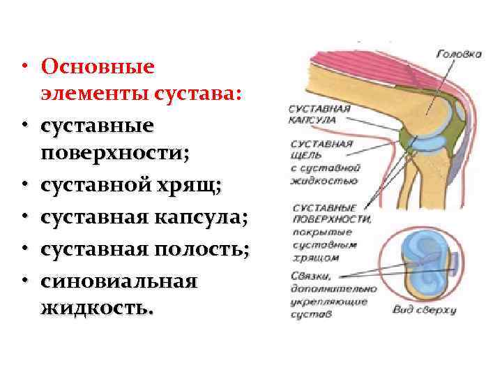  • Основные элементы сустава: • суставные поверхности; • суставной хрящ; • суставная капсула;