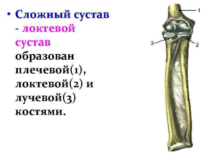  • Сложный сустав - локтевой сустав образован плечевой(1), локтевой(2) и лучевой(3) костями. 1