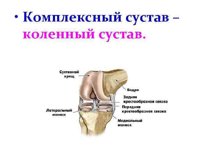 Определенный сустав