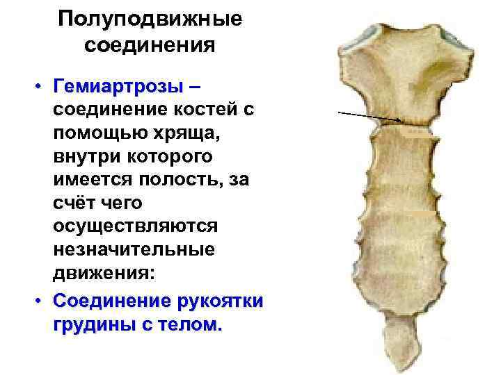 Полуподвижное соединение костей. Гемиартрозы соединение. Полуподвижные соединения кости. Полуподвижные кости соединения костей. Полусуставы соединения костей.